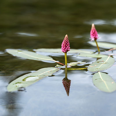 Water Smartweed